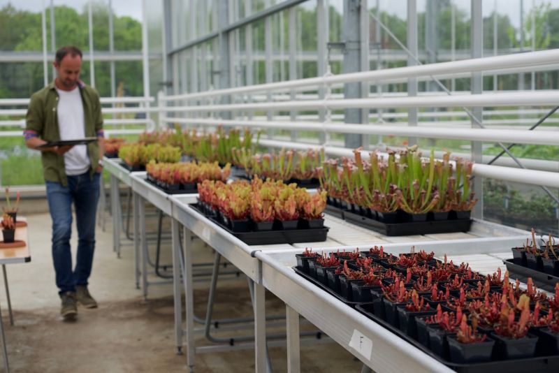 peat-free plants in trays